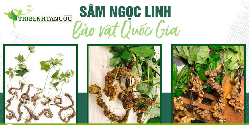 sam ngoc linh