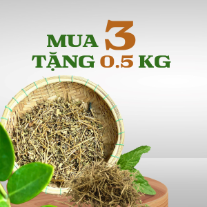 Liệu trình 3kg: Cà Gai Leo mua 3kg tặng 0.5kg FREESHIP