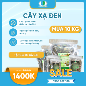 Liệu trình 10kg: Trà Cây Xạ Đen + Tặng 3kg Cà Gai Leo