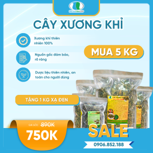 Liệu trình 5kg: Cây Xương Khỉ + Tặng 1kg Trà Cây Xạ Đen Hòa Bình