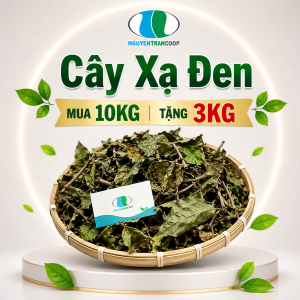 Liệu trình 10kg: Cây Xạ Đen Mua 10 kg tặng 3 kg - Freeship
