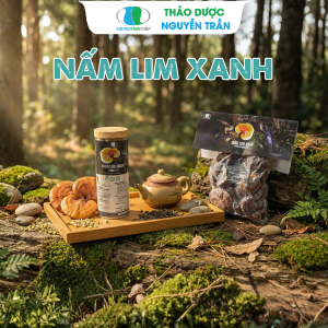 Nấm  Lim Xanh Rừng Quảng Nam